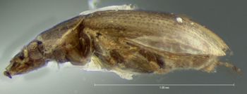 Media type: image;   Entomology 3128 Aspect: habitus lateral view